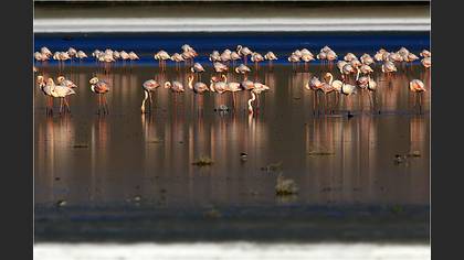 Flamingo