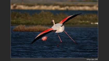 Küçük flamingo