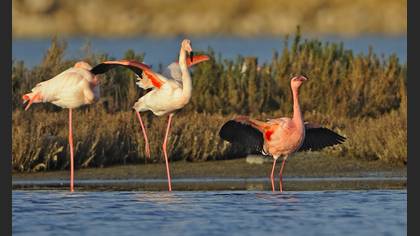 Küçük flamingo