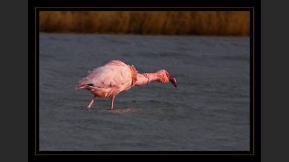 Küçük flamingo