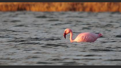 Küçük flamingo