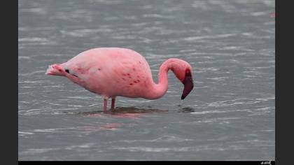 Küçük flamingo