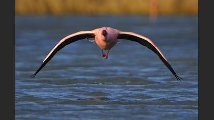 Küçük flamingo