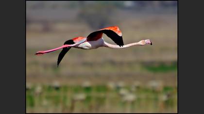 Flamingo