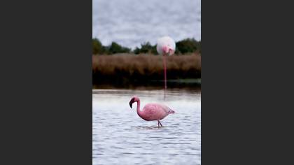 Küçük flamingo