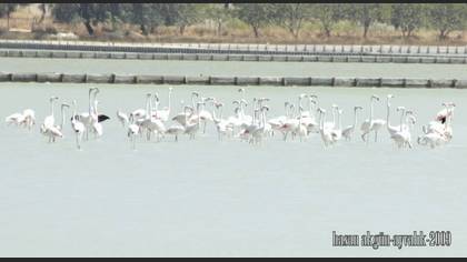 Flamingo