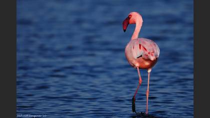 Küçük flamingo