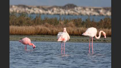 Küçük flamingo