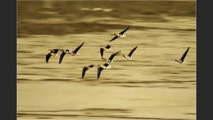 Sakarca
