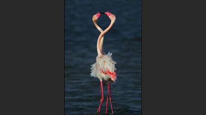 Flamingo