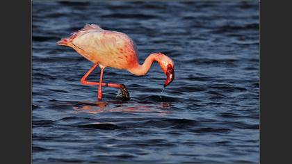 Küçük flamingo
