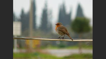 Kızılgerdan