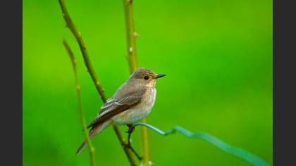 Benekli sinekkapan