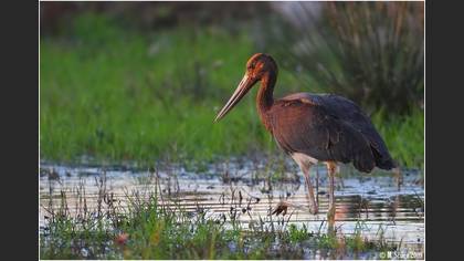 Kara leylek
