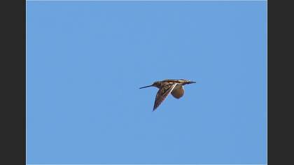 Suçulluğu