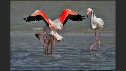 Flamingo