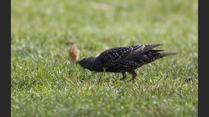 Sığırcık