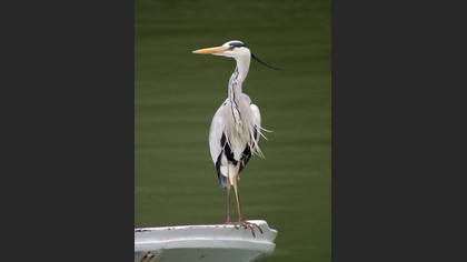 Gri balıkçıl