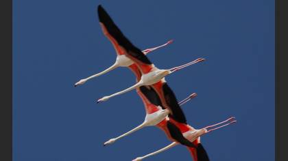 Flamingo