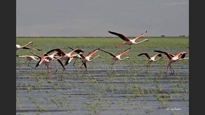 Flamingo