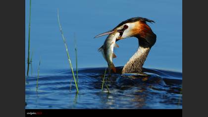 Bahri