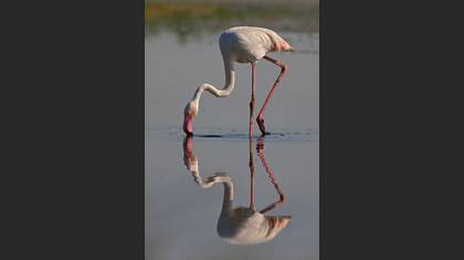 Flamingo