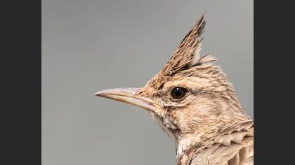 Tepeli toygar