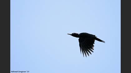 Kara ağaçkakan