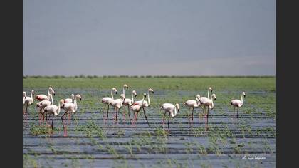 Flamingo