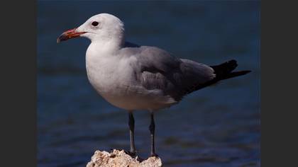Ada martısı