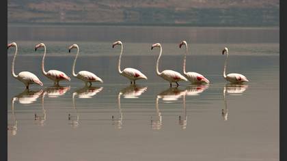 Flamingo