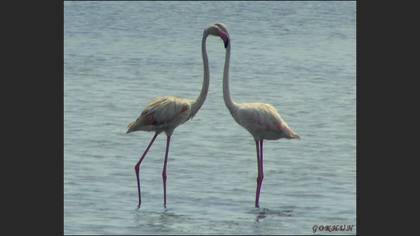 Flamingo