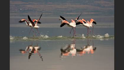 Flamingo