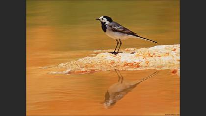Ak kuyruksallayan