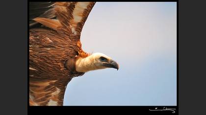Kızıl akbaba