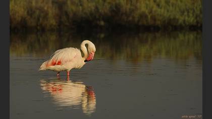 Flamingo