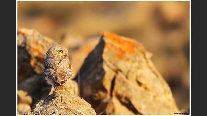 Kukumav