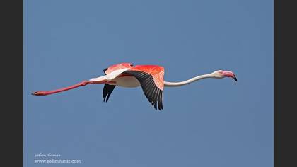Flamingo