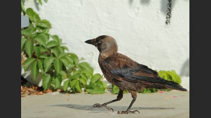 Küçük karga