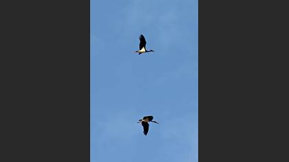 Kara leylek