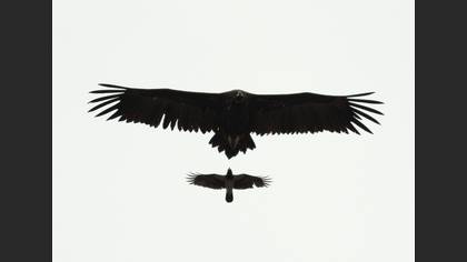 Kara akbaba