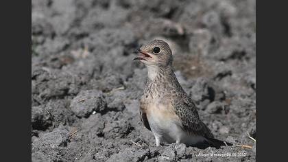 Bataklıkkırlangıcı