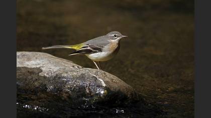 Dağ kuyruksallayanı