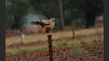 Kızıl şahin