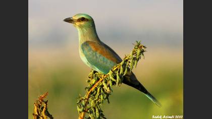 Gökkuzgun