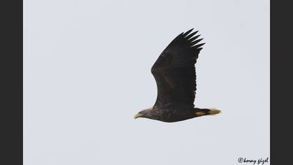 Akkuyruklu kartal