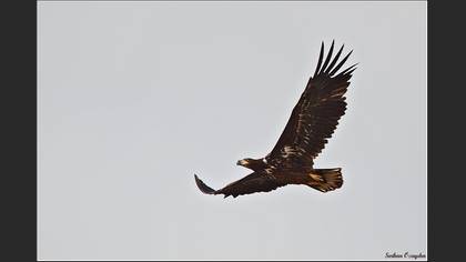 Akkuyruklu kartal