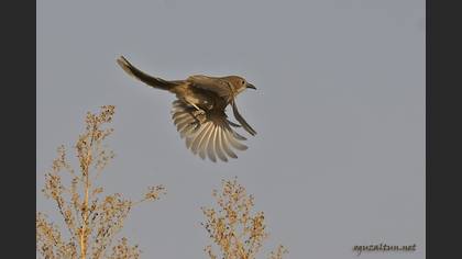 Irak yedikardeşi