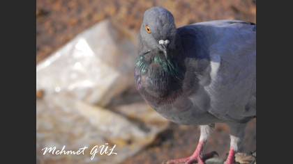Tanımsız