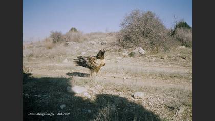 Sakallı akbaba